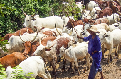 Gunmen Kill Teenage Herder, 35 Cows In Plateau