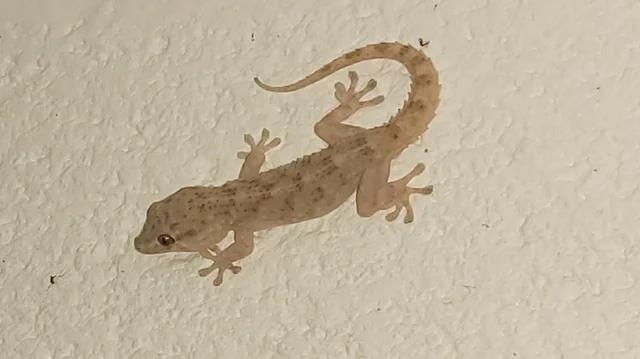 Tension As Wall Gecko Wipes Out Family Of Six In Ogun State