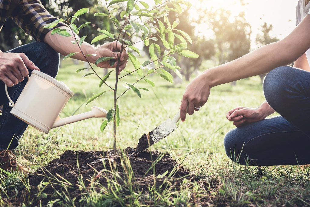 Catholic Bishops To Plant 5.5 Million Trees