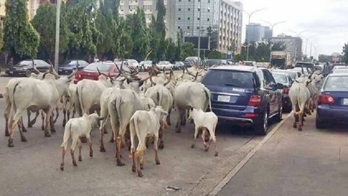 May 29: No Cows Will Loiter Streets of Abuja During Presidential Inauguration – Miyetti Allah