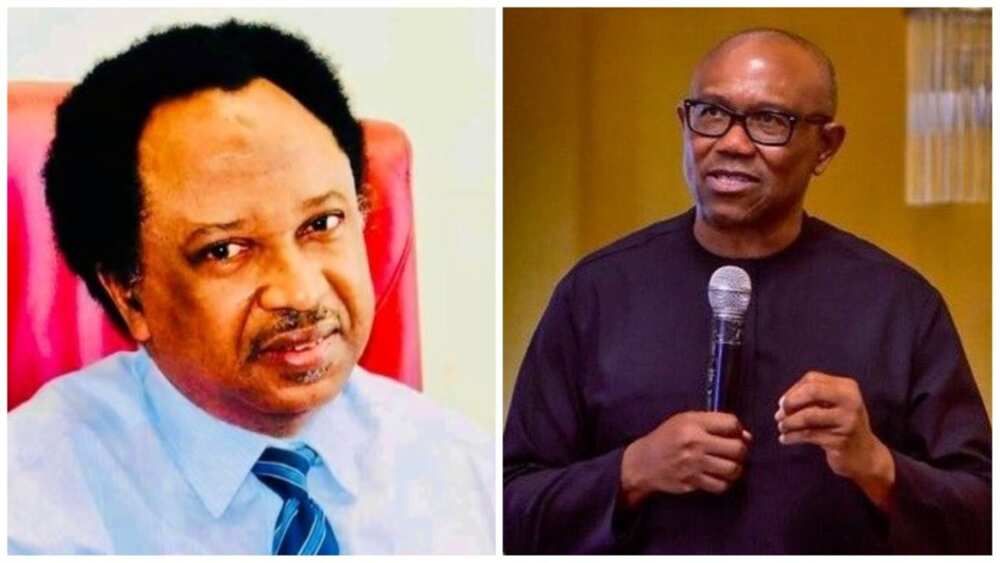 Stop Apologizing –Shehu Sani Warns Peter Obi 