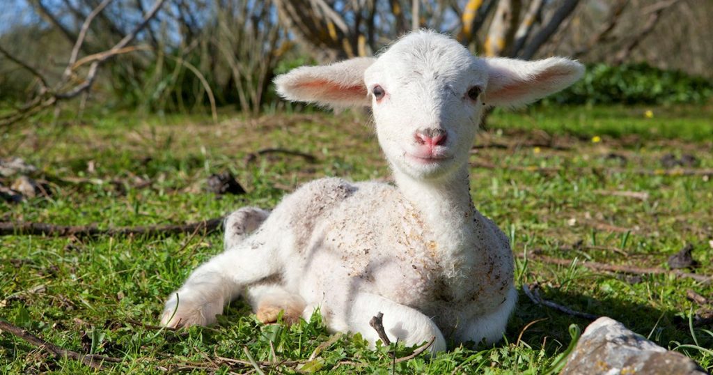 BREAKING: Court jails 25-year-old man for stealing sheep