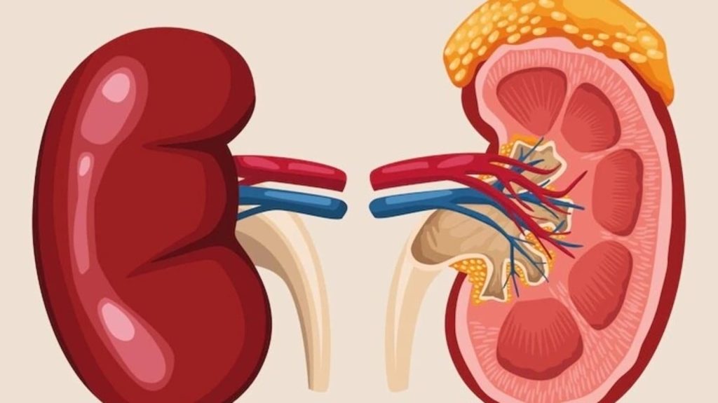 Iranians selling kidneys due to country’s economic crisis — Report