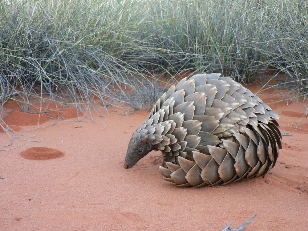 Pangolin scales worth N432 million seized in Bauchi - Customs