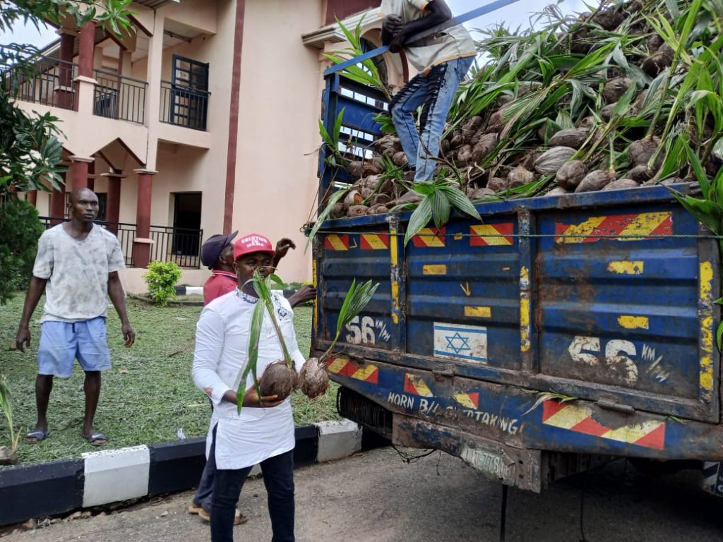 Distribution Of Oil And Coconut Palms Seedlings Commences In Anambra [Photos]