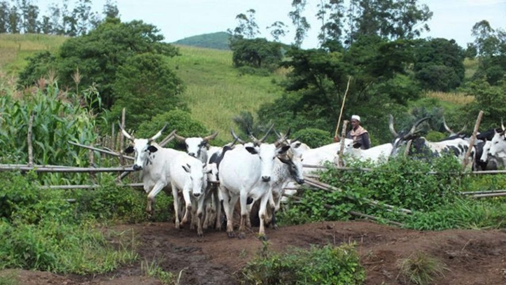 Herder Hacks Kwara Girl For Resisting R@pe