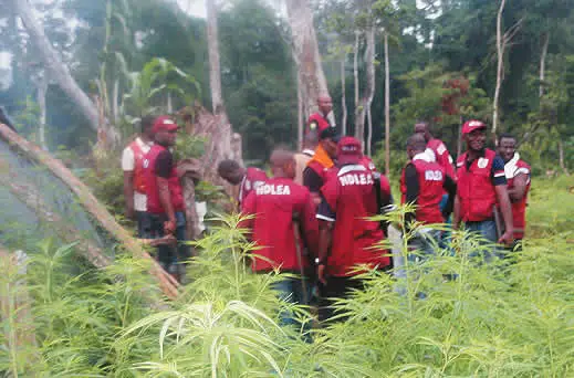 Main Reason Cannabis Is Legalised in the US and UK but Not in Nigeria – NDLEA Reveals 