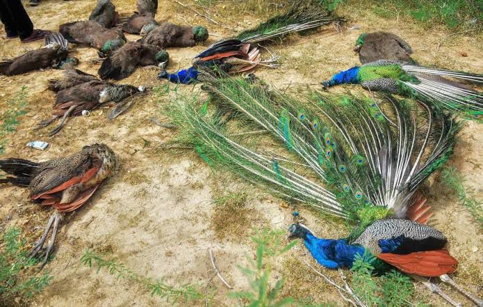Minors Docked For Killing Exotic Bird Worth N1M In Ekiti