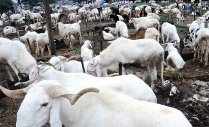 Eid: Ram Prices Skyrocket Weeks Following Subsidy Removal, Naira Devaluation