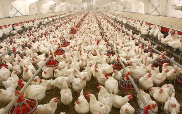 Hardship: Over 600 Poultry Farms To Shut Down Over High Cost Of Maize