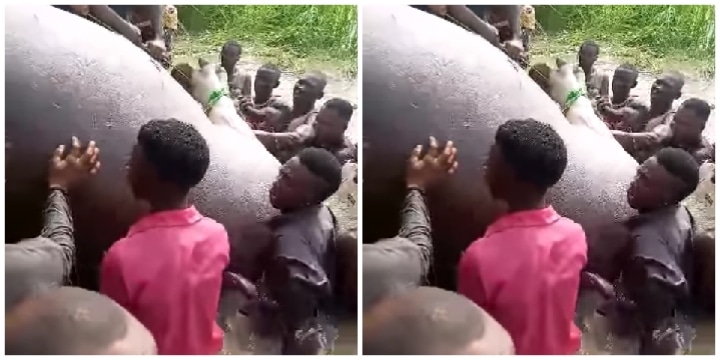 Excitement In Benue Community As Youths Kill Huge Hippopotamus Terrorising Waterways [Video]