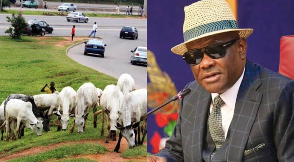 Open Grazing In FCT: We Won’t Engage Wike Who Takes Ogogoro Before Going To Office – Miyetti Allah