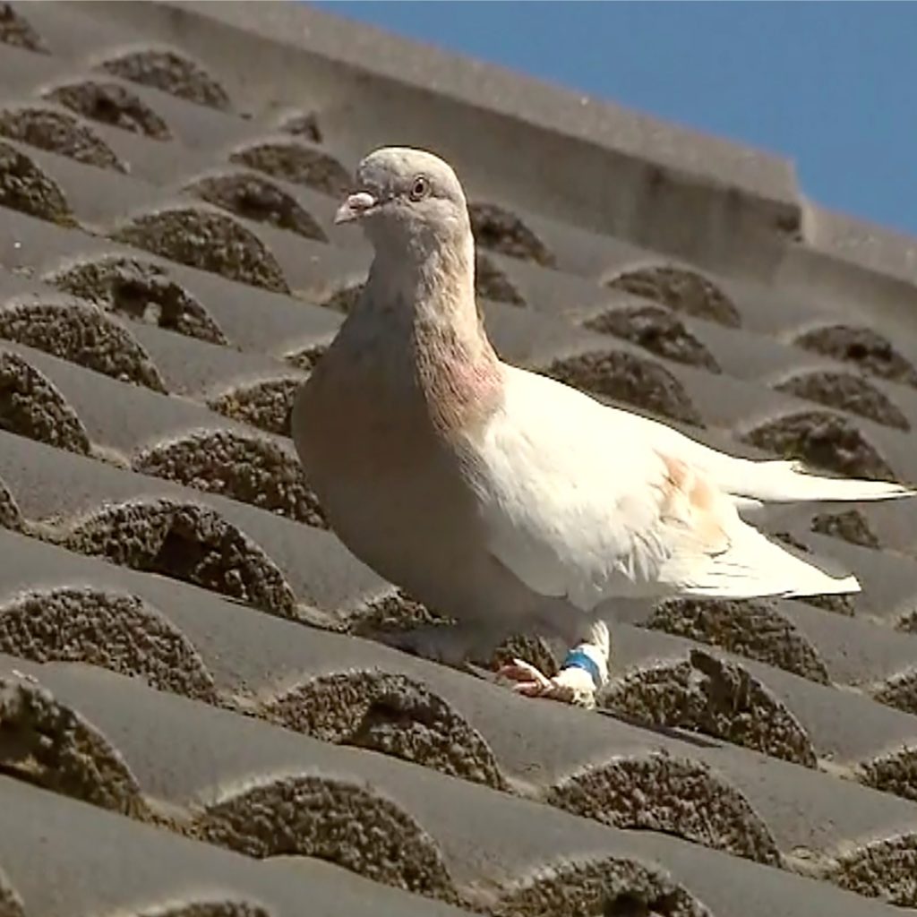 Pigeon Accused Of Spying For China Released After Eight Months’ Detention By Indian Police