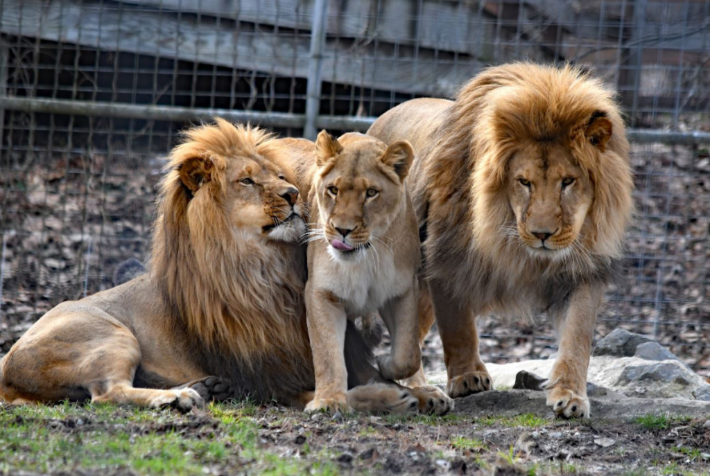 Photo Of OAU Veterinary Technologist Killed By Lion Emerges