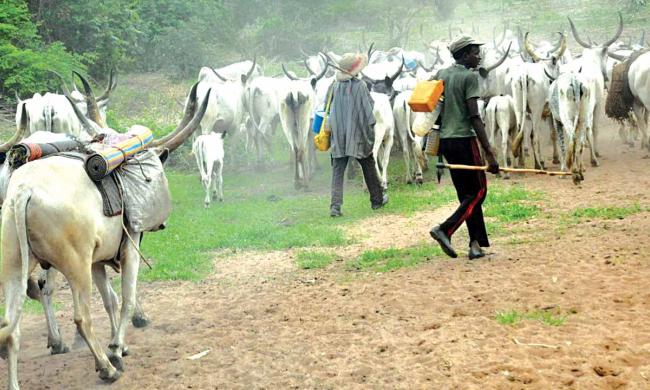 Your Landmass Is The Smallest Nationwide - Internat'l Group Warns South-East Governors Against Giving Land To Herdsmen