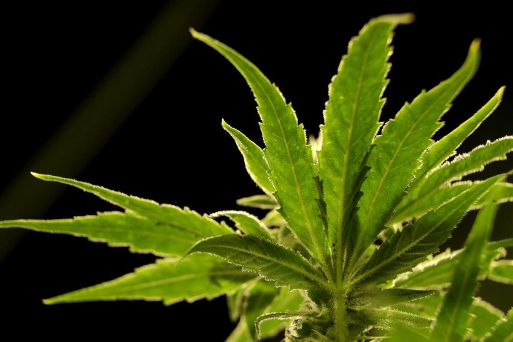 U.S. Drug Control Agency Moves To Reclassify Marijuana As A Less Dangerous Drug In A Historic Shift.