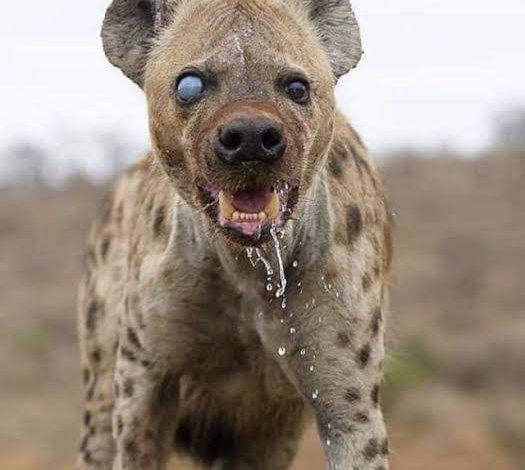 Tension In Jos As Hyena Escapes From Wildlife Park