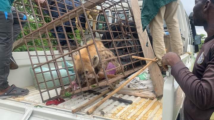 JUST-IN: Missing Hyena Captured, Returned To Plateau Wildlife Park