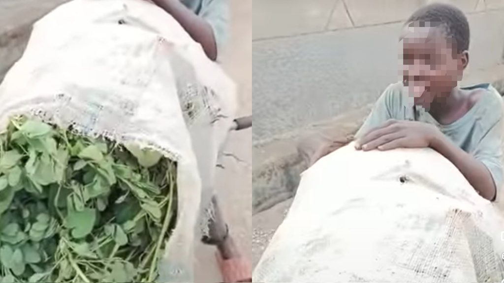 Economic Crisis: Kaduna Teen Reveals Family Eat Grass To Survive