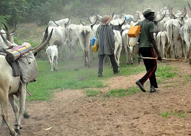 Bandits Gun Down Two Fulani Herdsmen, Steal Several Cows