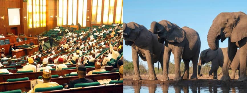 Nigeria Has Only 400 Elephants And We’re Still Killing It – Reps Member Calls For Wildlife Conservation