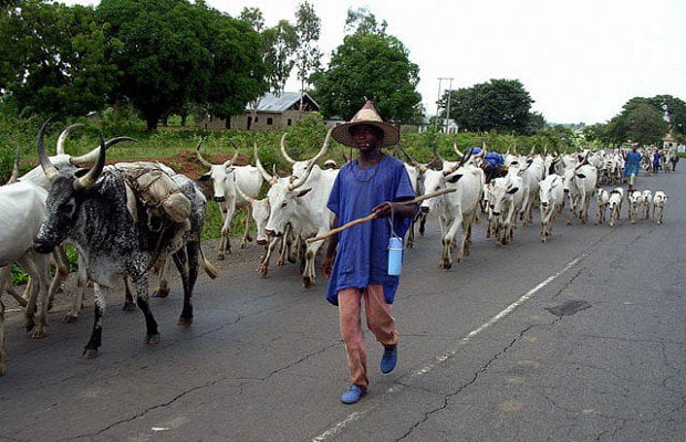 Herdsmen Leader in Ondo Tragically Hacked to Death