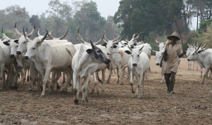 Outrage As Herdsman Kills Man Hours After Child Died At Birth