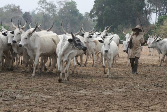Open Grazing No Longer Sustainable in Nigeria — Miyetti Allah