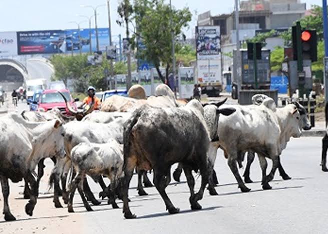 Drama as Cow Attacks, Injures Staff at Delta State Govt House