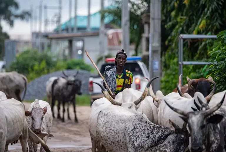 JUST IN: Tinubu Govt Declares Open Grazing Unsustainable