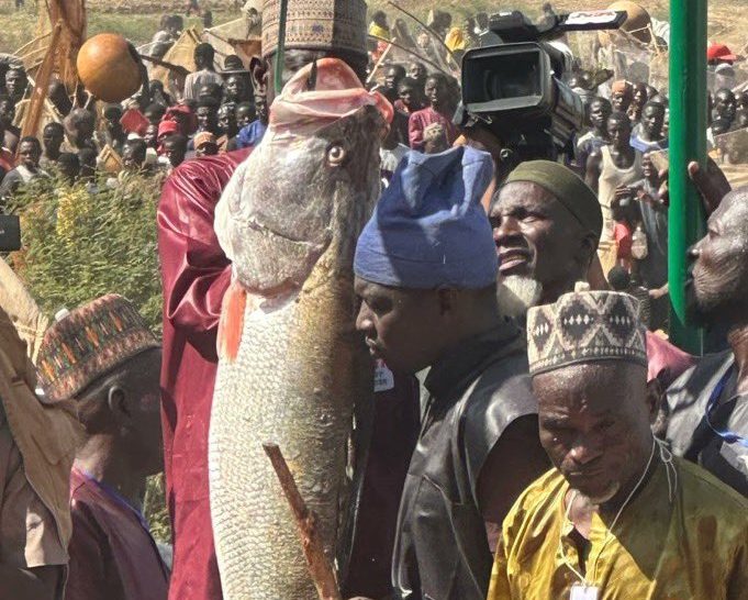 Argungu Fishing Festival: Kebbi Fisherman Wins ₦1 Million, Two Cars With 59kg Biggest Fish Catch
