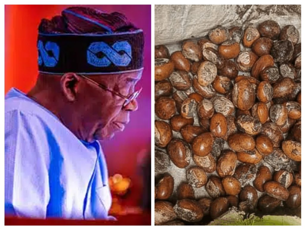 President Tinubu Extends Ban On Raw Shea Nut Exports To 2027