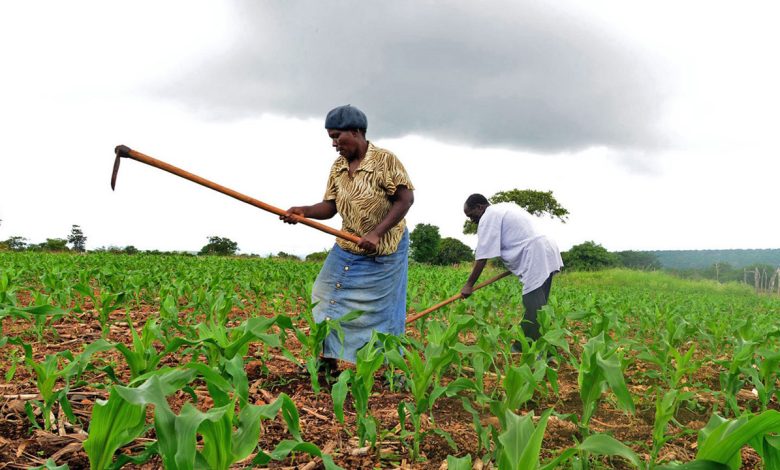 Bandits Abduct Couple From Farm In Kaduna Community