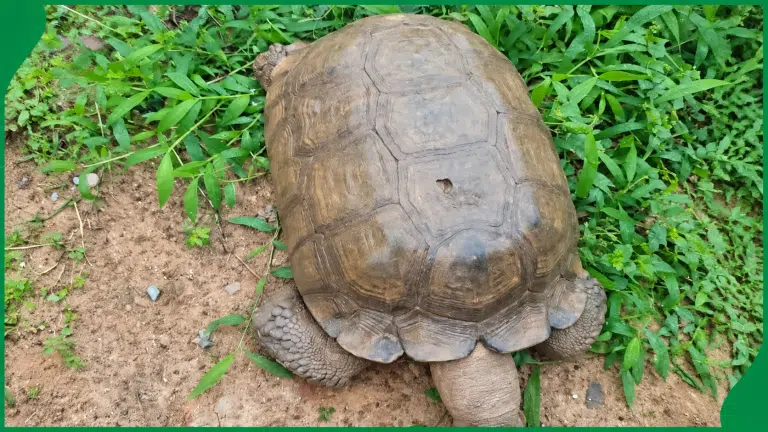 420-Year-Old Tortoise, Baba Dies At Alaafin Palace