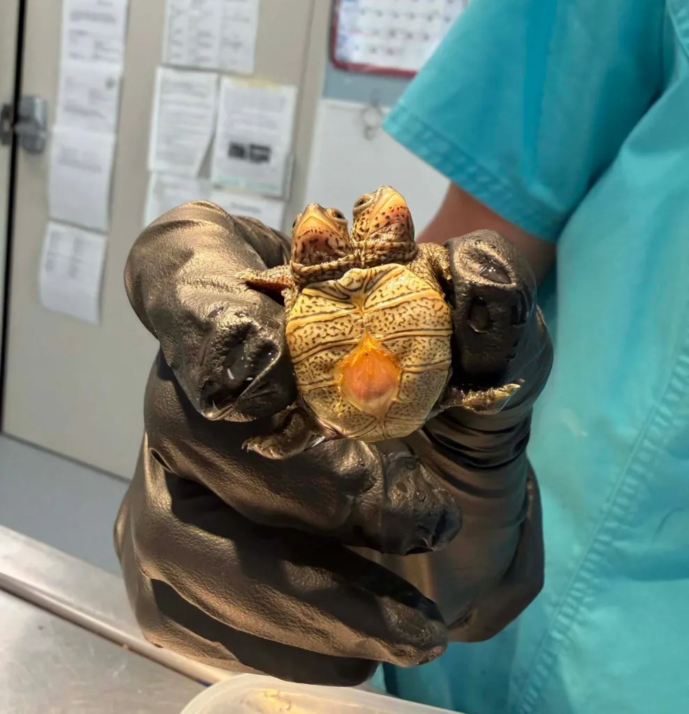 PHOTOS: Rare Two-Headed Turtle Discovered at Protected Nesting Site in US
