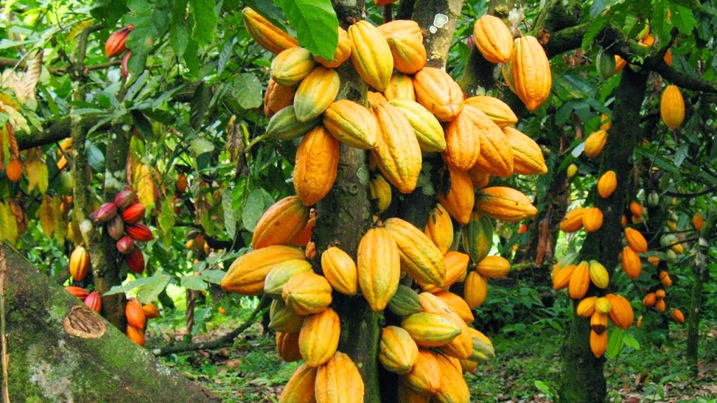 Suspected Cocoa Thief Dies In Detention, Police Probe Officer