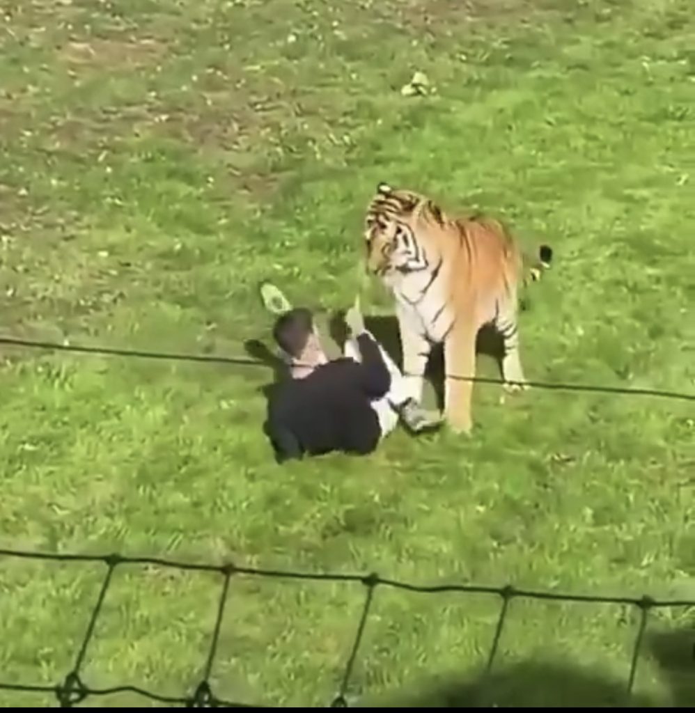 Man Mauled To D3ath After Entering Tiger Enclosure At UK Wildlife Park